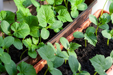 Young shoots of cucumbers grow on the windowsill.