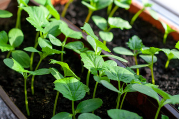 Young shoots of cucumbers grow on the windowsill.