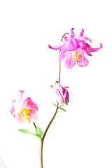 Akelei Blume mit Bl&uuml;te Aquilegia