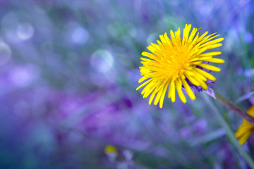Yellow blooming dandelion in a blue lawn.