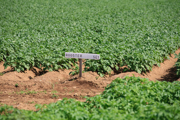 Field of 'Rooster' Potato Plants