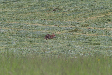 Red fox hunting in a meadow 