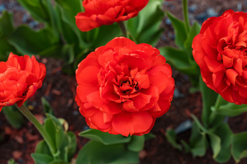 Beautiful flower, red tulip blooms in the garden. Top view