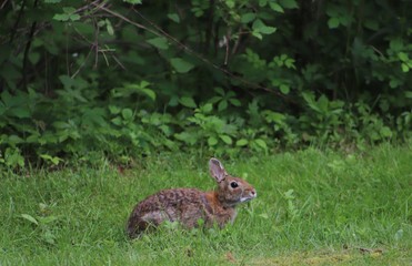 Eastern Cottontail (Sylvilagus Floridanus) Rabbit in the Wild