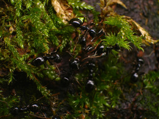 Black Ants In France Forest
