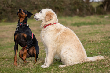 Attentive dogs waiting to chase ball