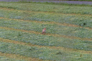 Red fox hunting in a meadow 
