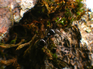 Black Ants In France Forest