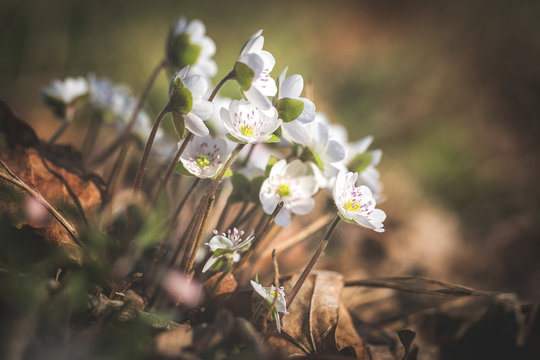 Blossoms of white Liverworts