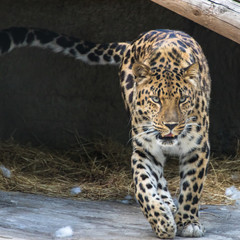 The far Eastern leopard is the rarest subspecies of the Panther family.