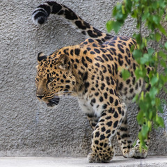 Fototapeta na wymiar The far Eastern leopard is the rarest subspecies of the Panther family.