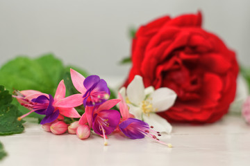 Obraz na płótnie Canvas Rose mit Blüten auf weißem Hintergrund