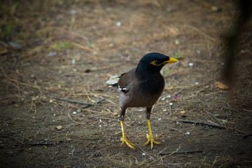 Close up of Common myna Walking on the ground