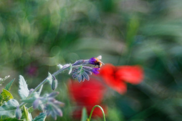 primavera di fiori e colori