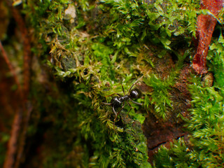 Black Ants In France Forest