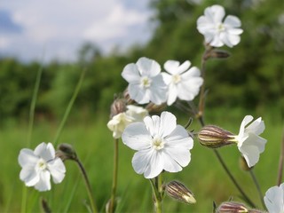 White campion Silene latifolia a dioecious flowering plant 