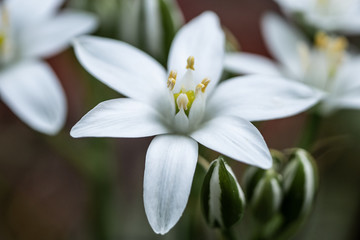 Obraz premium white water lily of the valley