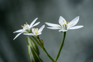 white calla lily of valley