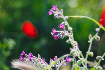primavera di fiori e colori
