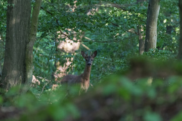 Deer in the forest.Deer in the forest looking into the camera