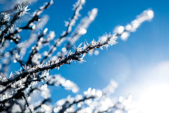 Frost on twigs