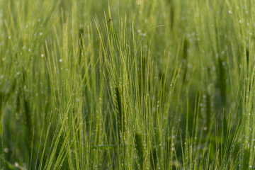 Fototapeta na wymiar Field of rye or wheat and blue sky, beautiful countryside meadow, summer wallpaper 
