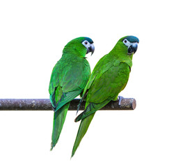 Hanh macaw or red-shouldered macaw, beautiful green birds perched on the branch with white background and clipping path.
