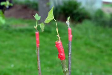 Grafting on fruit tree