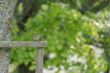 Little bird over a tree branch.Cute little bird