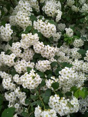white flowers with green leaves