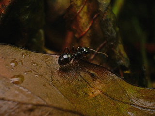 Black Ants In France Forest