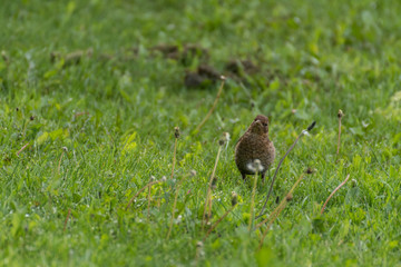 White crow bird on grass .Bird in the grass