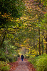 Walking alone enjoying the autumn colours