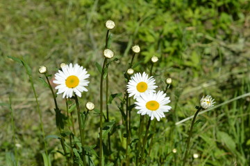  flower, chamomile, nature, grass, summer, field, spring, flowers, green, white, yellow, garden, beauty, blossom, bloom, flora, wild, floral, beautiful, natural