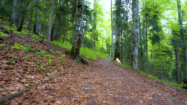 Dog of breed Labrador Retriever walking through forest. Steadicam gimbal shot. Brown blonde dog puppy runs in the mountain forest. A big puppy plays with wooden stick. Bring the wooden stick back. 