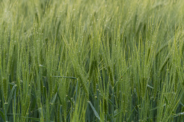 Field of rye or wheat and blue sky, beautiful countryside meadow, summer wallpaper