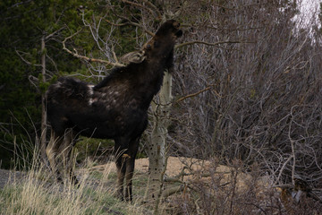 Young Bull Moose