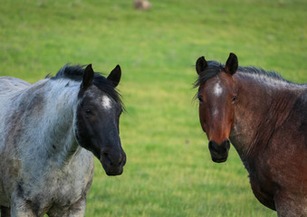 Horses in the Pasture