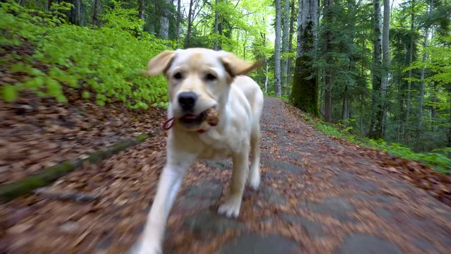 Dog of breed Labrador Retriever walking through forest. Steadicam gimbal shot. Brown blonde dog puppy runs in the mountain forest. A big puppy plays with wooden stick. Bring the wooden stick back. 