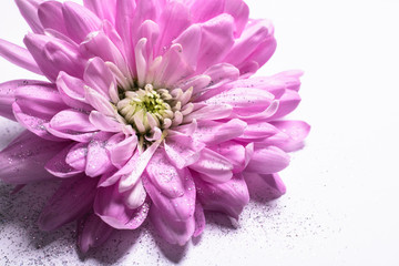 Pinke Chrysantheme mit Glitzer