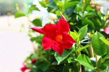 Obraz premium Mandevilla