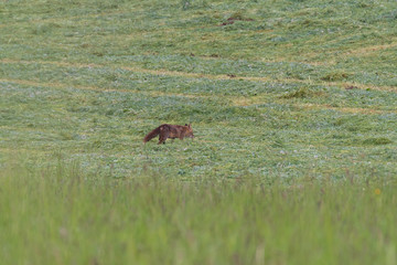 Red fox hunting in grassy field on sunny day.