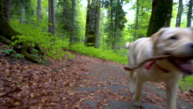 Dog of breed Labrador Retriever walking through forest. Steadicam gimbal shot. Brown blonde dog puppy runs in the mountain forest. A big puppy plays with wooden stick. Bring the wooden stick back. 