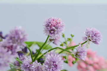 Composition of wild flowers of blooming onion allium, chamomile and violet lupine on a light beige background