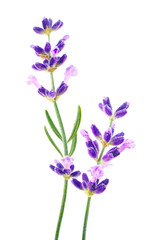 Lavender flowers isolated on white background