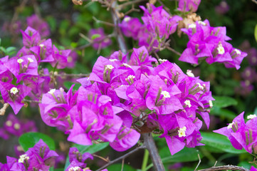 Fototapeta na wymiar Close up view of violet bougainvillaea