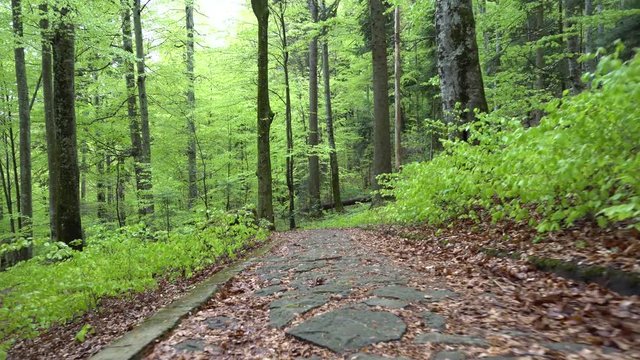 Dog of breed Labrador Retriever walking through forest. Steadicam gimbal shot. Brown blonde dog puppy runs in the mountain forest. A big puppy plays with wooden stick. Bring the wooden stick back. 