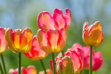 Natural bakground of spring blooming flowers. Field of bright pink and orange tulips against blue sky.