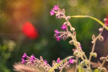 primavera di fiori e colori