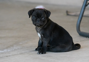 Small pug puppy looking to get into trouble
